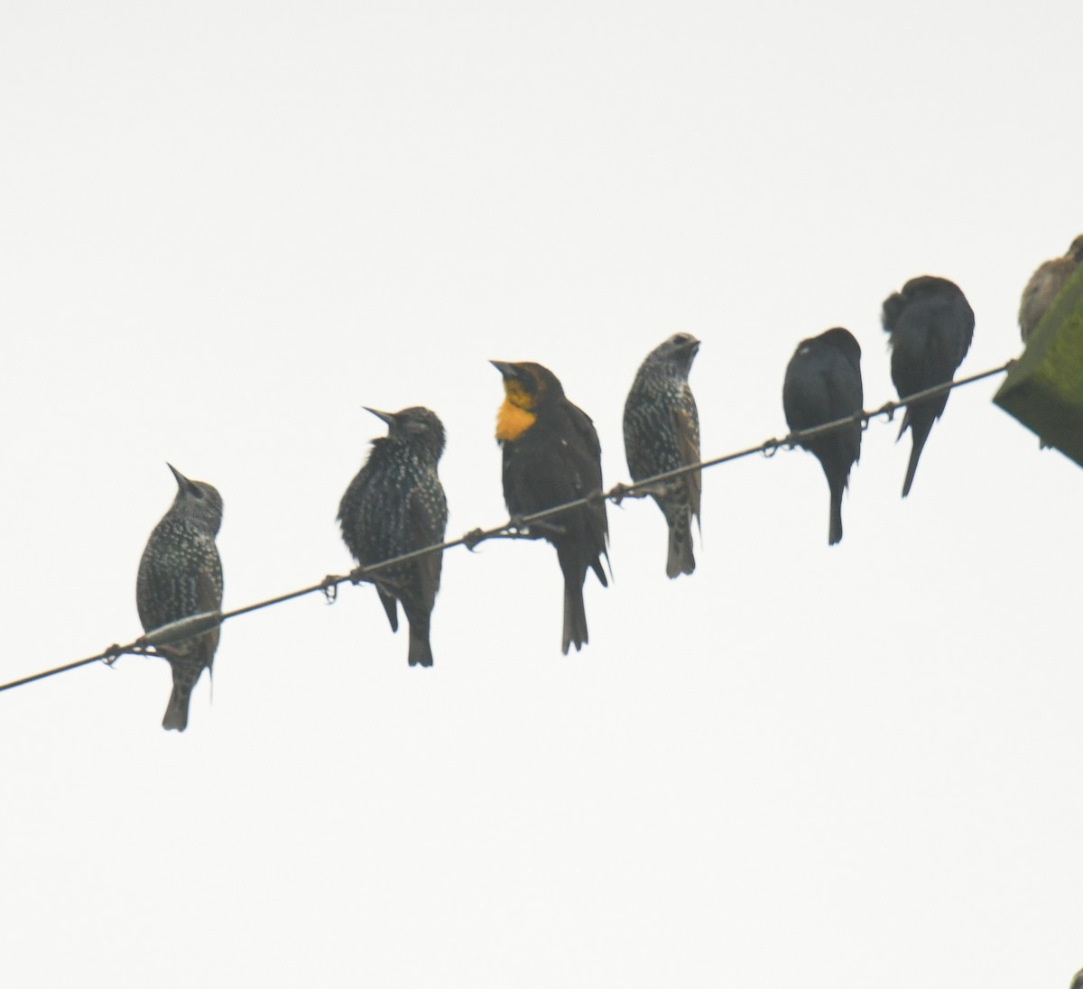 Yellow-headed Blackbird - ML644345412