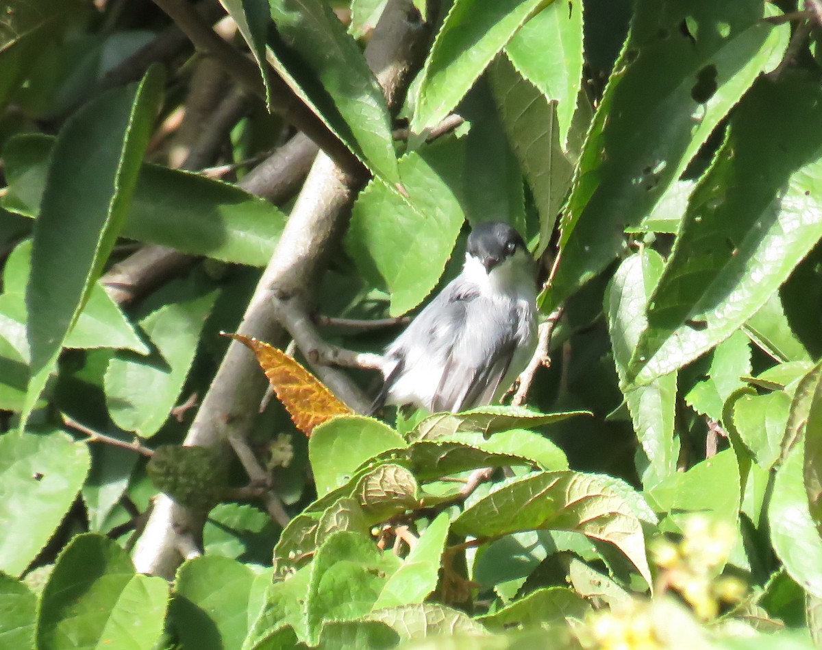 Tropical Gnatcatcher - ML644345417