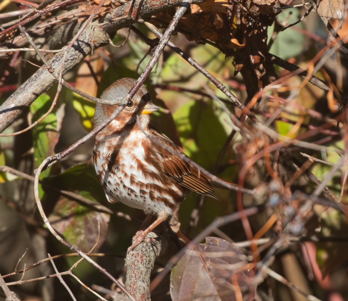 Fox Sparrow - ML644345420