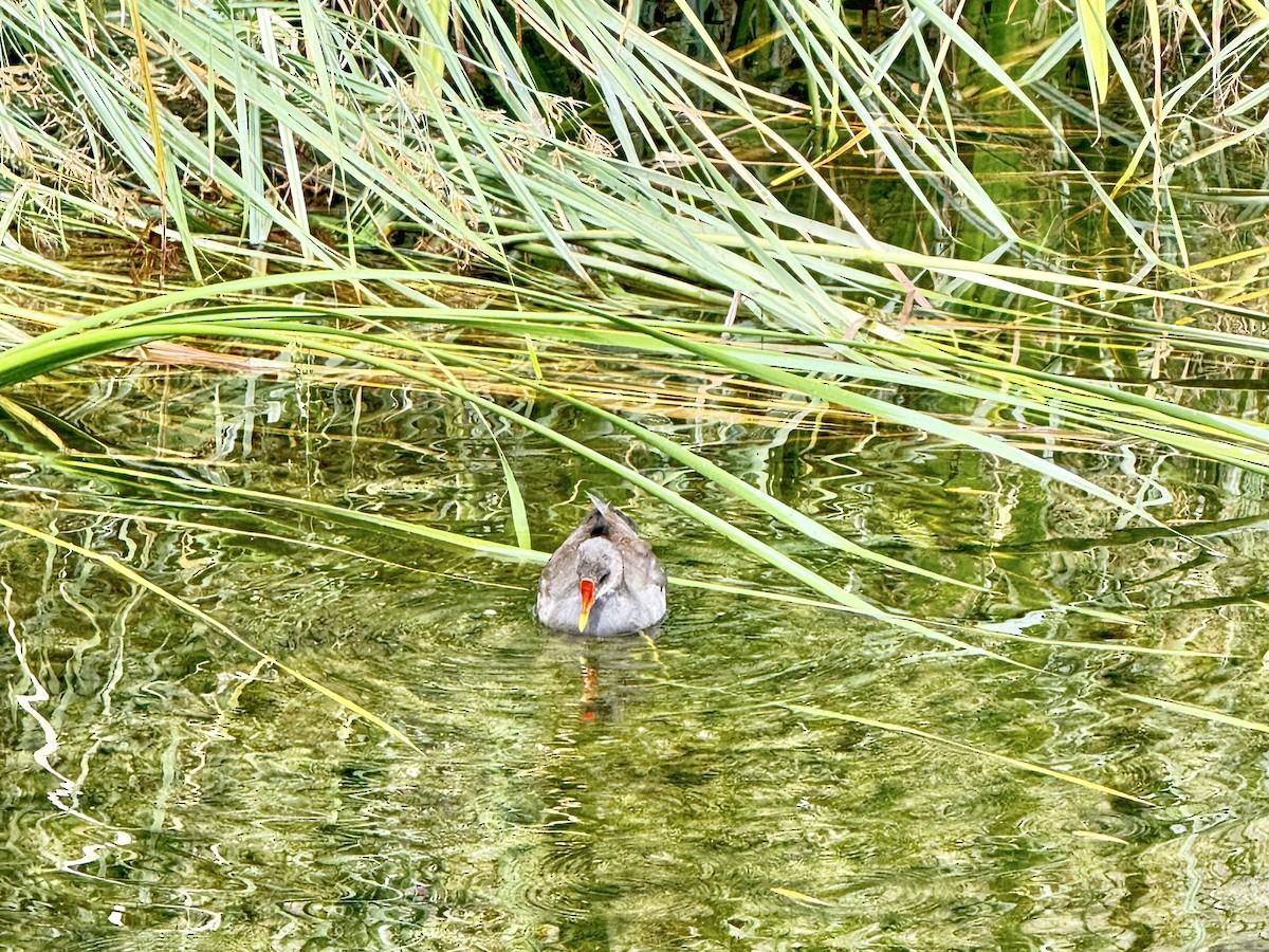 Water Rail - ML644345433