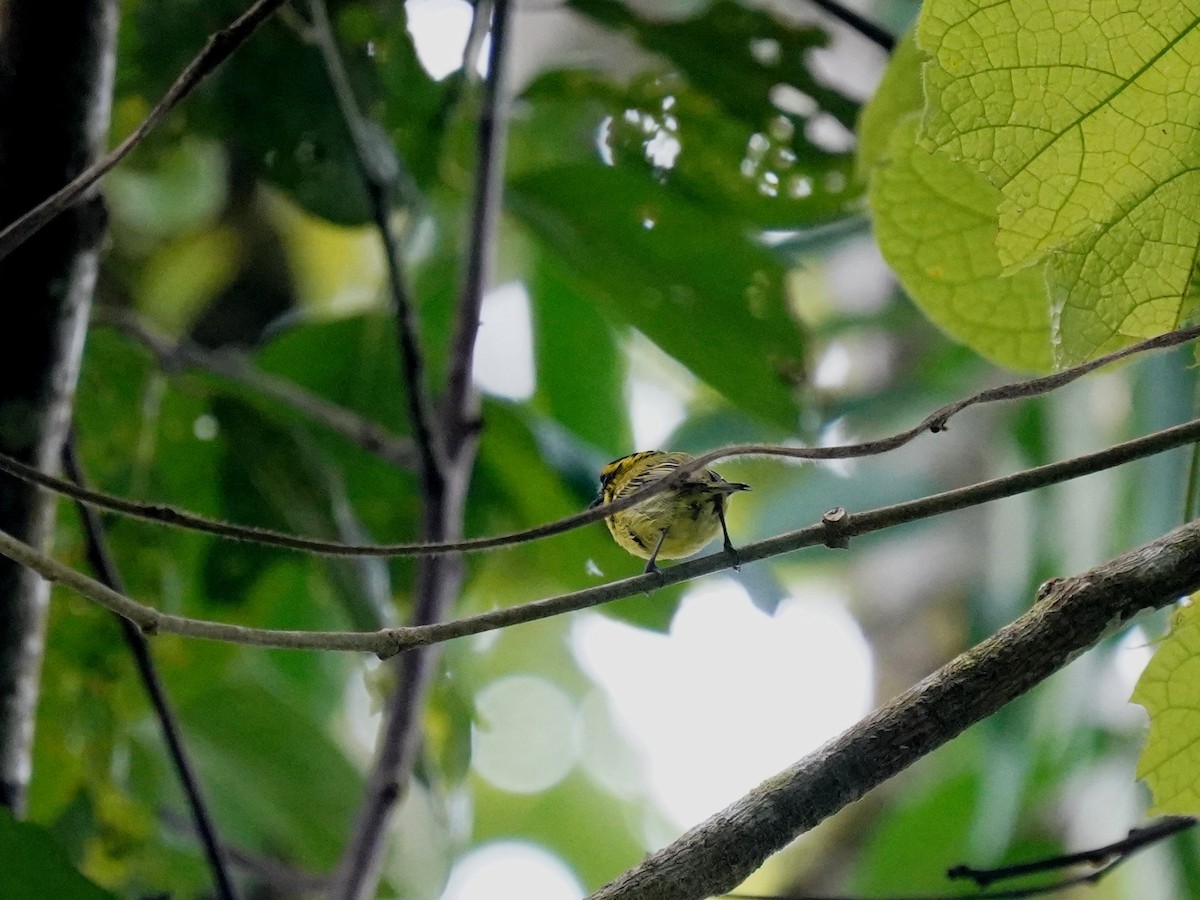 Yellow-browed Tody-Flycatcher - ML644345450