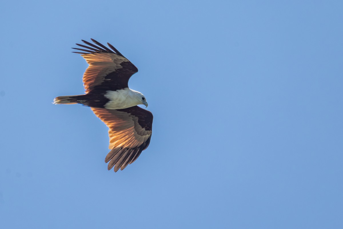 Brahminy Kite - ML644345453