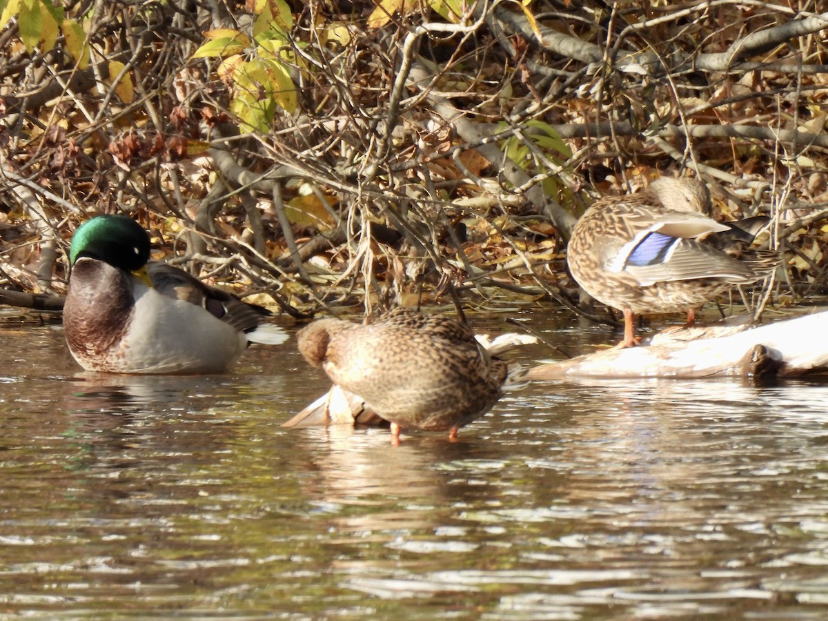 Canard colvert - ML644345454