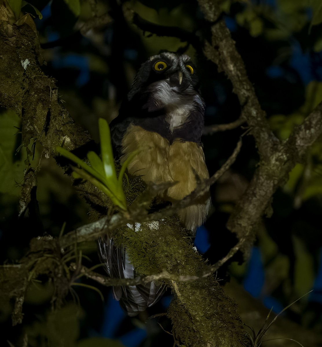 Spectacled Owl - ML644345457