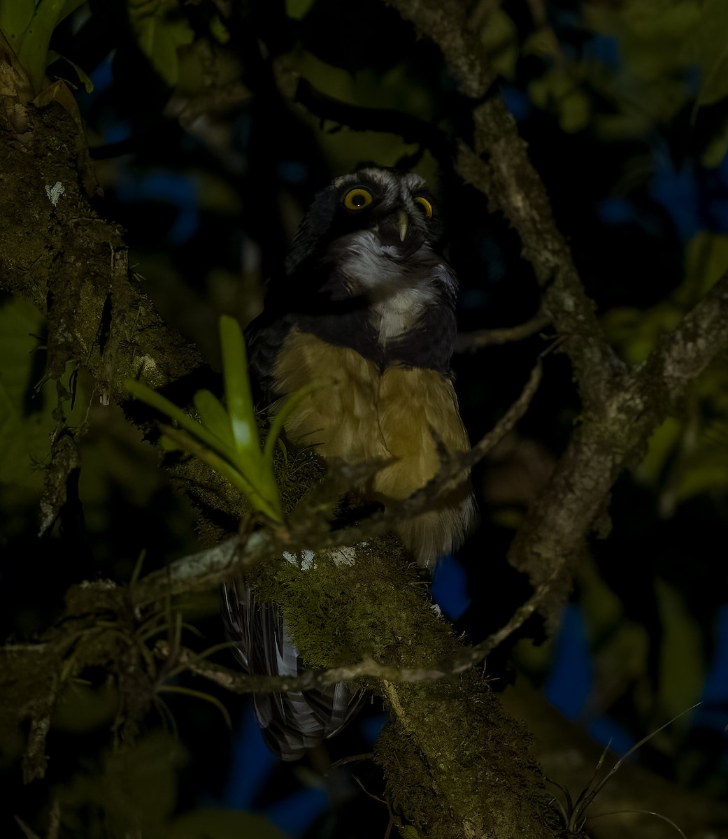 Spectacled Owl - ML644345458