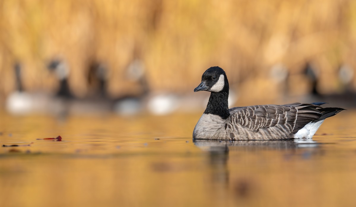 Малая канадская казарка - ML644345461