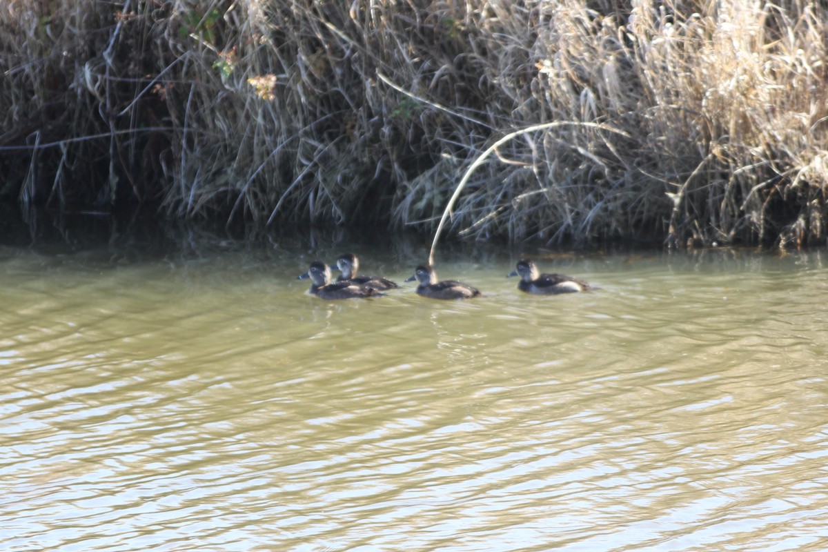 Murgilari lepokoduna - ML644345465