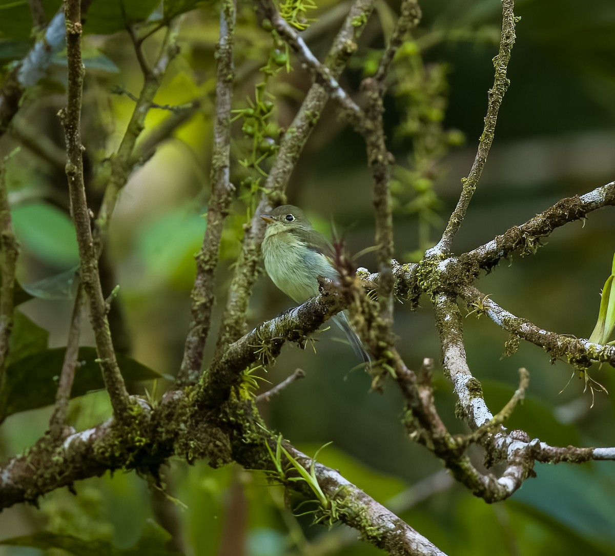 Mosquero Ventriamarillo - ML644345489