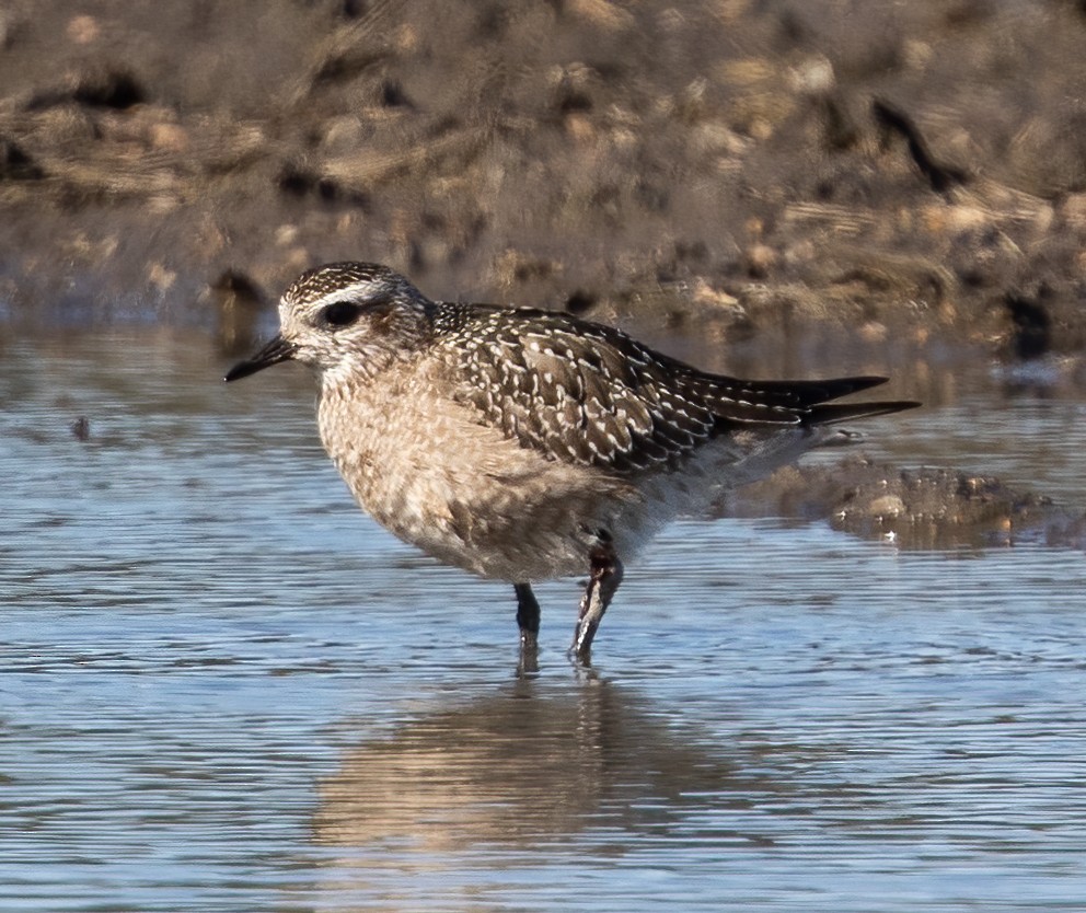 American Golden-Plover - ML644345497