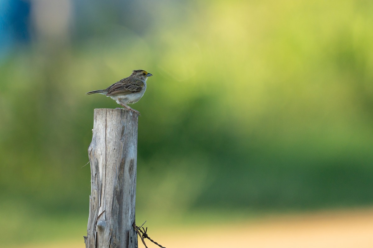 Желтощёкая овсянка-барсучок - ML644345498