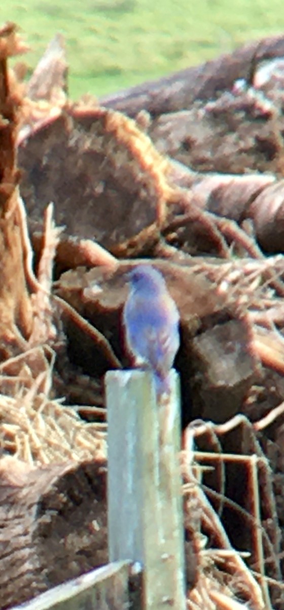 Western Bluebird - ML644345504