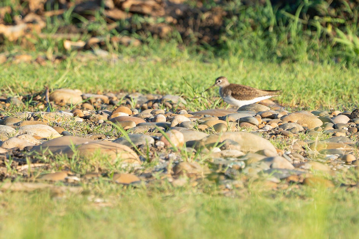 コシグロクサシギ - ML644345514