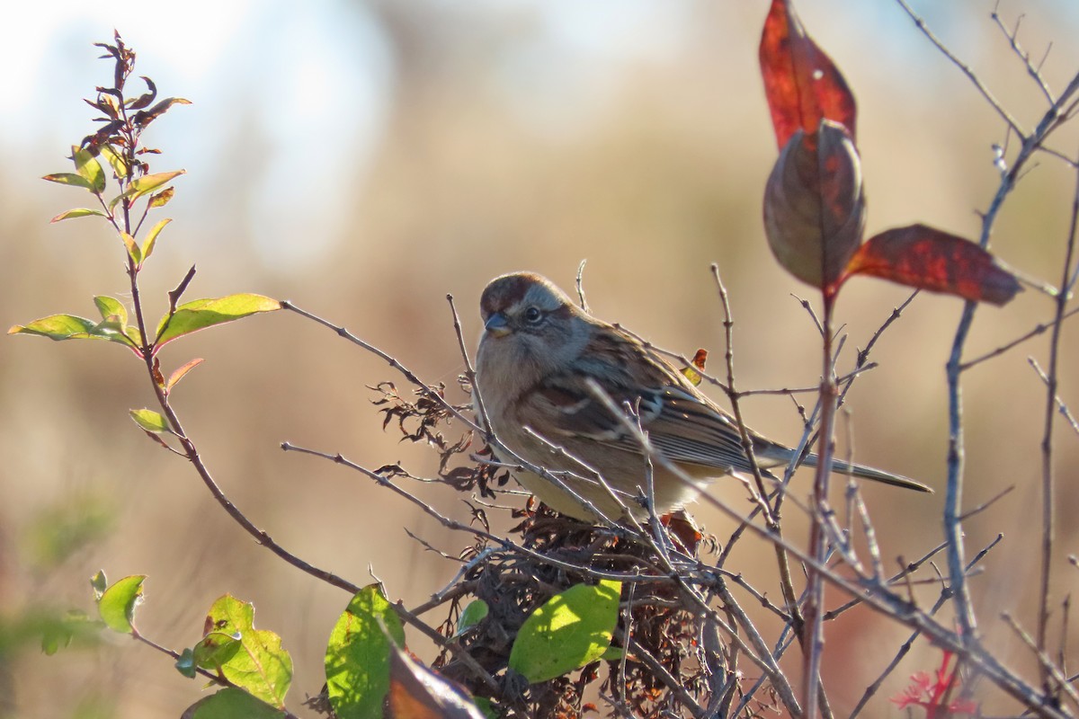 Пасовник північний - ML644345516