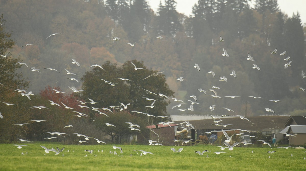 Short-billed Gull - ML644345528