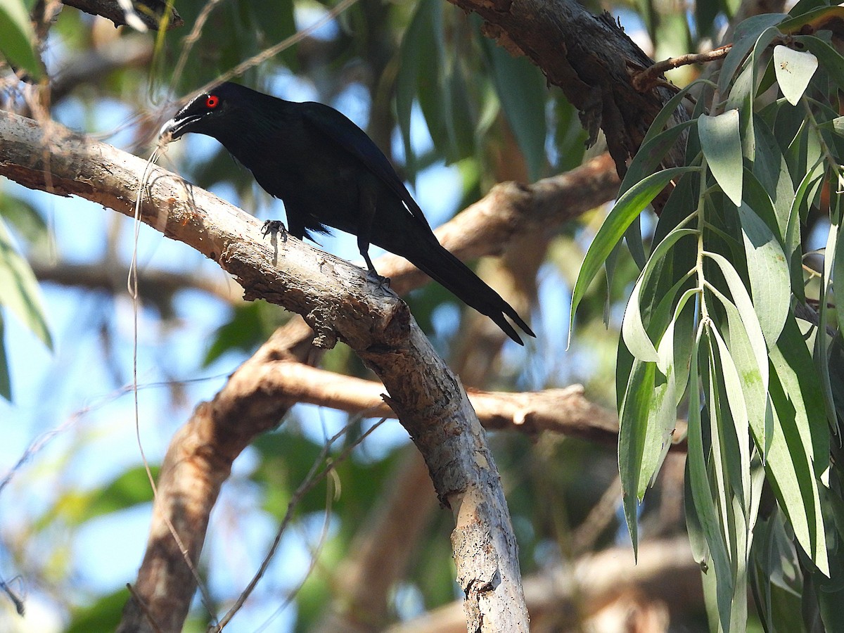 špaček lesklý - ML644345554