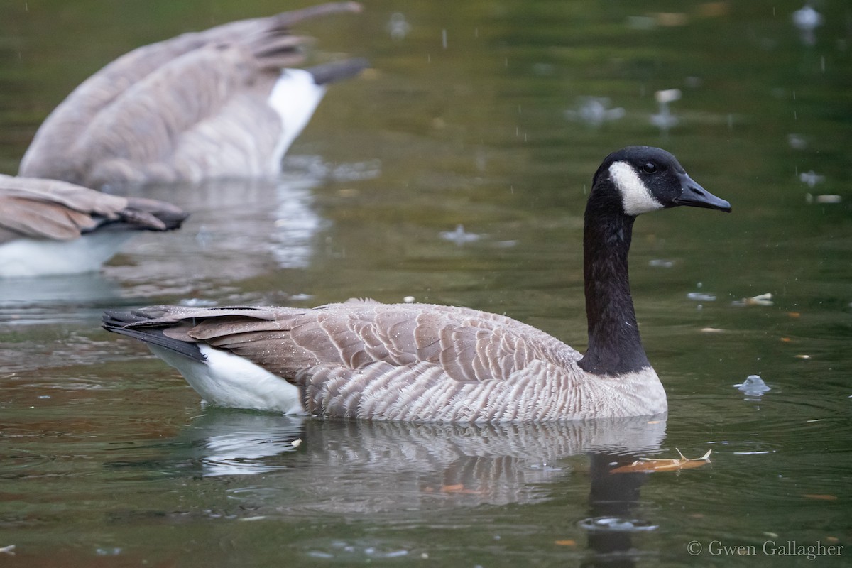 Canada Goose - ML644345559