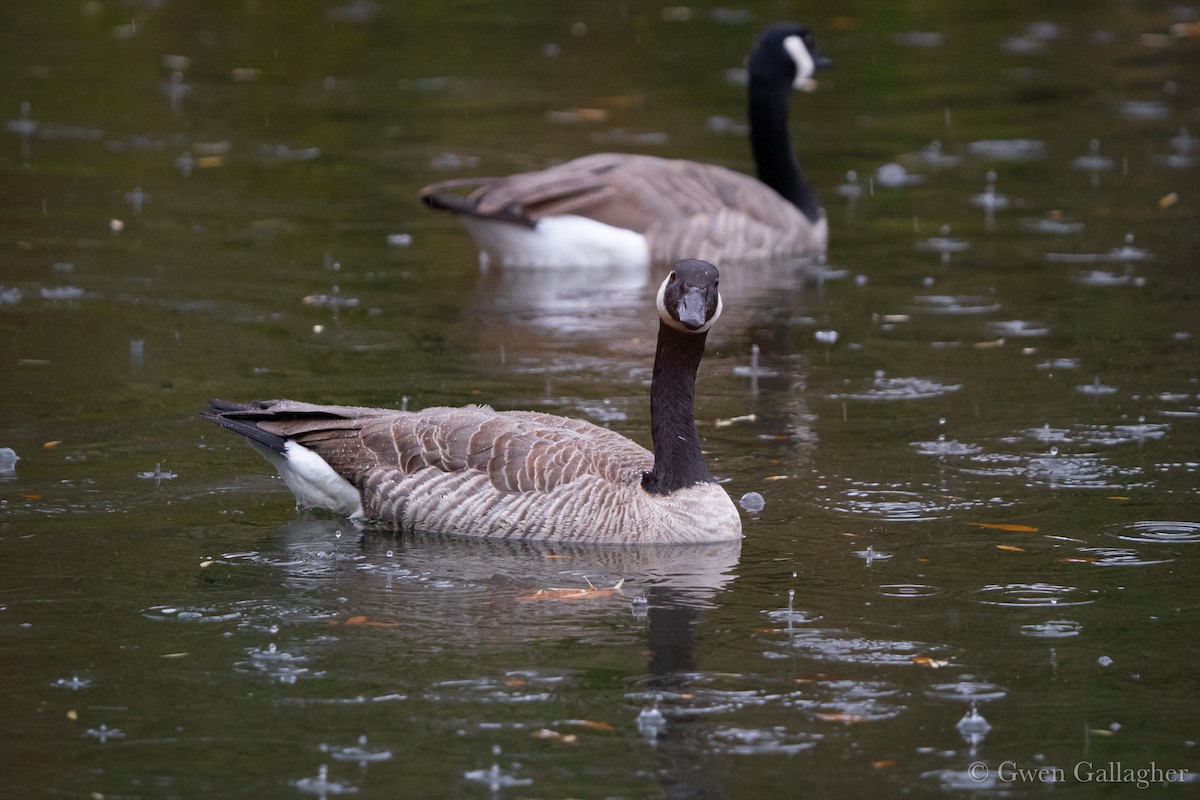 Canada Goose - ML644345560