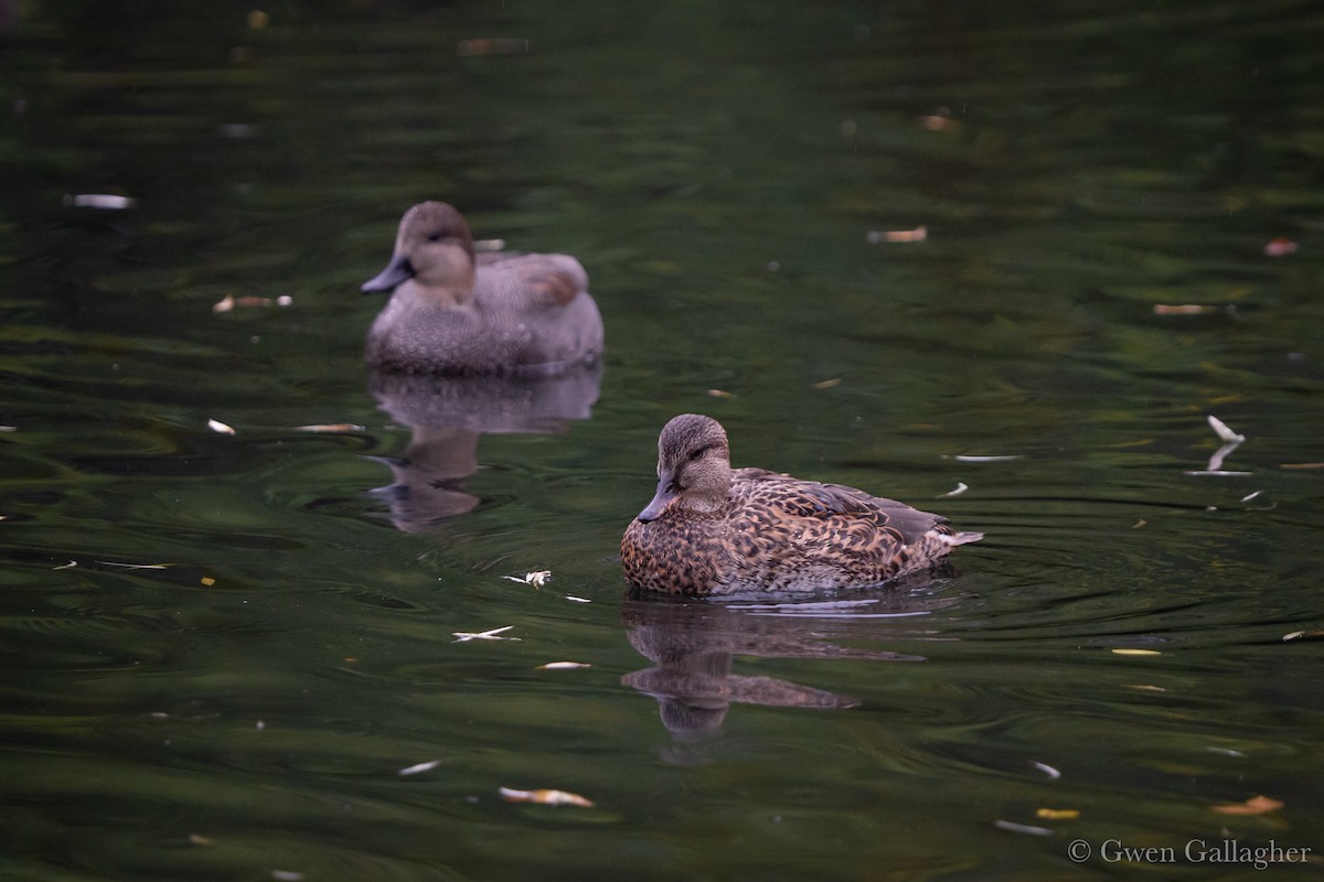 Gadwall - ML644345566