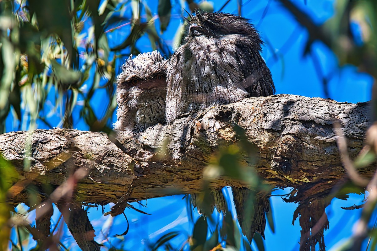 Tawny Frogmouth - ML644345567