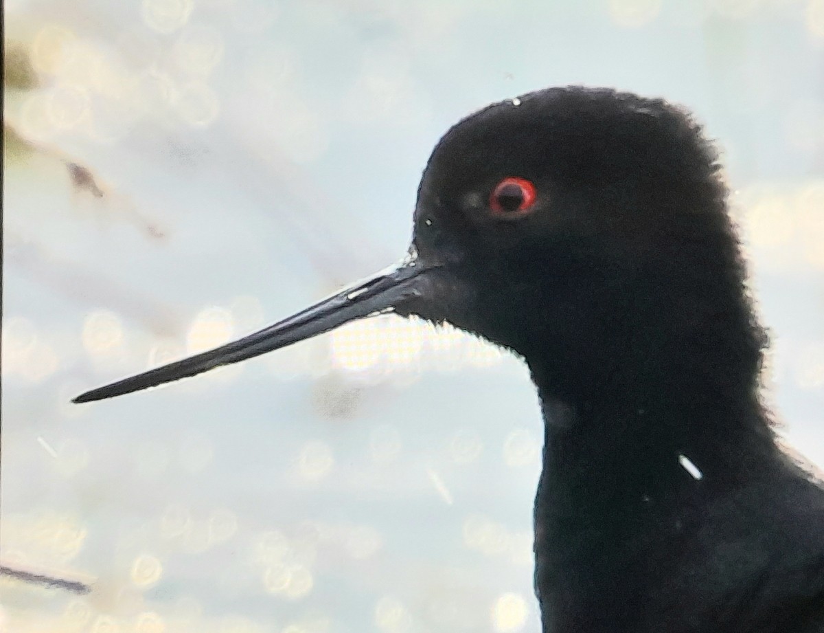 Black Stilt - ML644345579