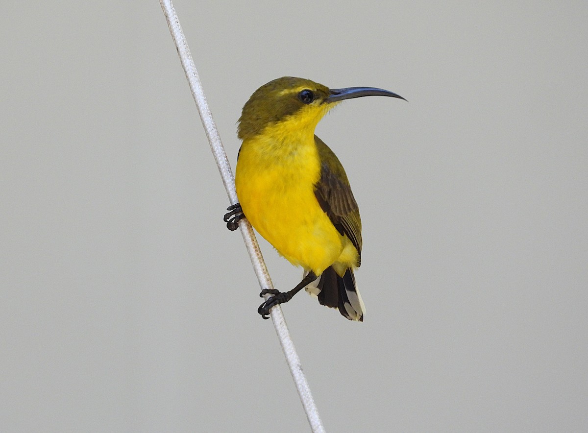 Sahul Sunbird - ML644345583