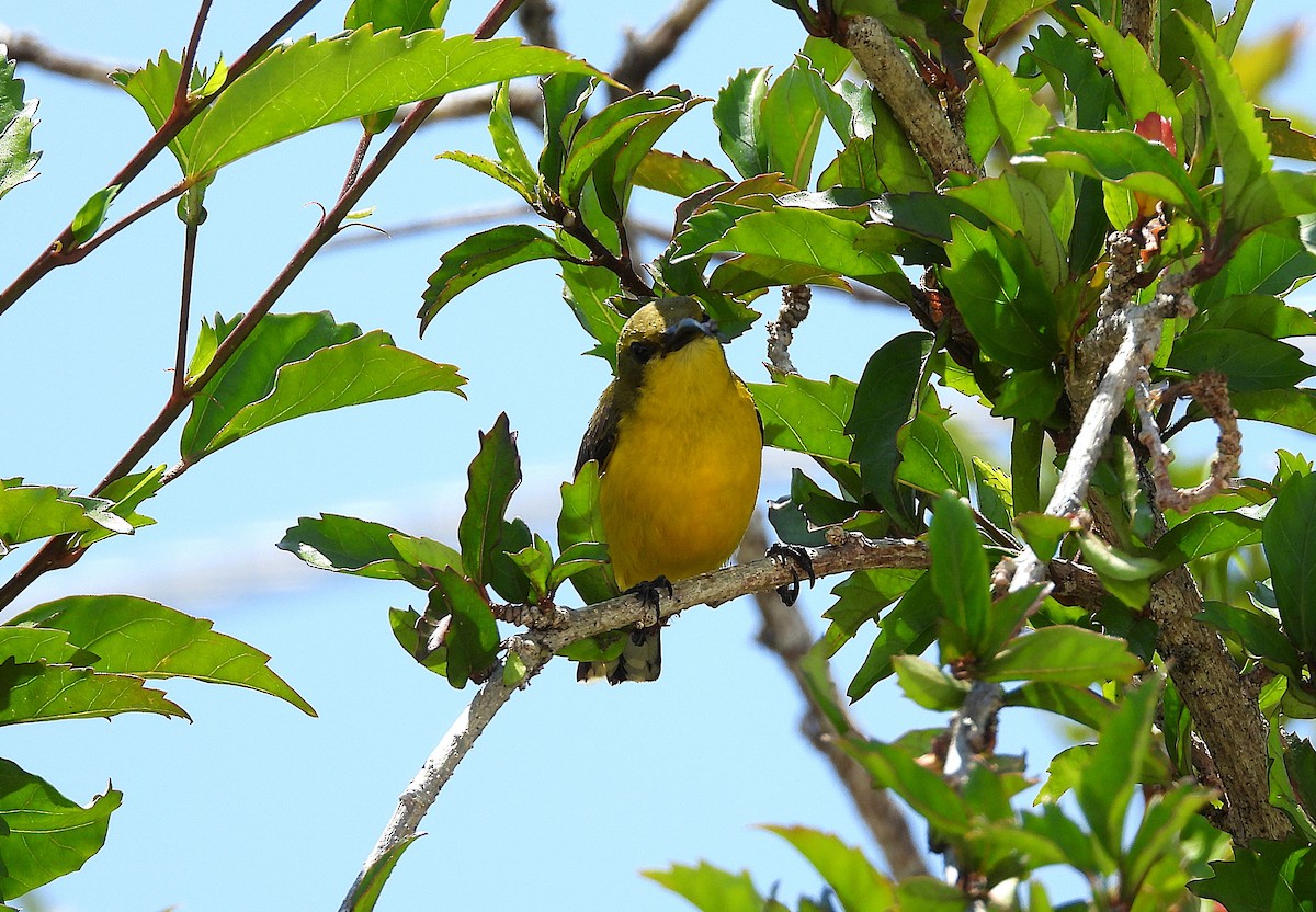 Sahul Sunbird - ML644345585