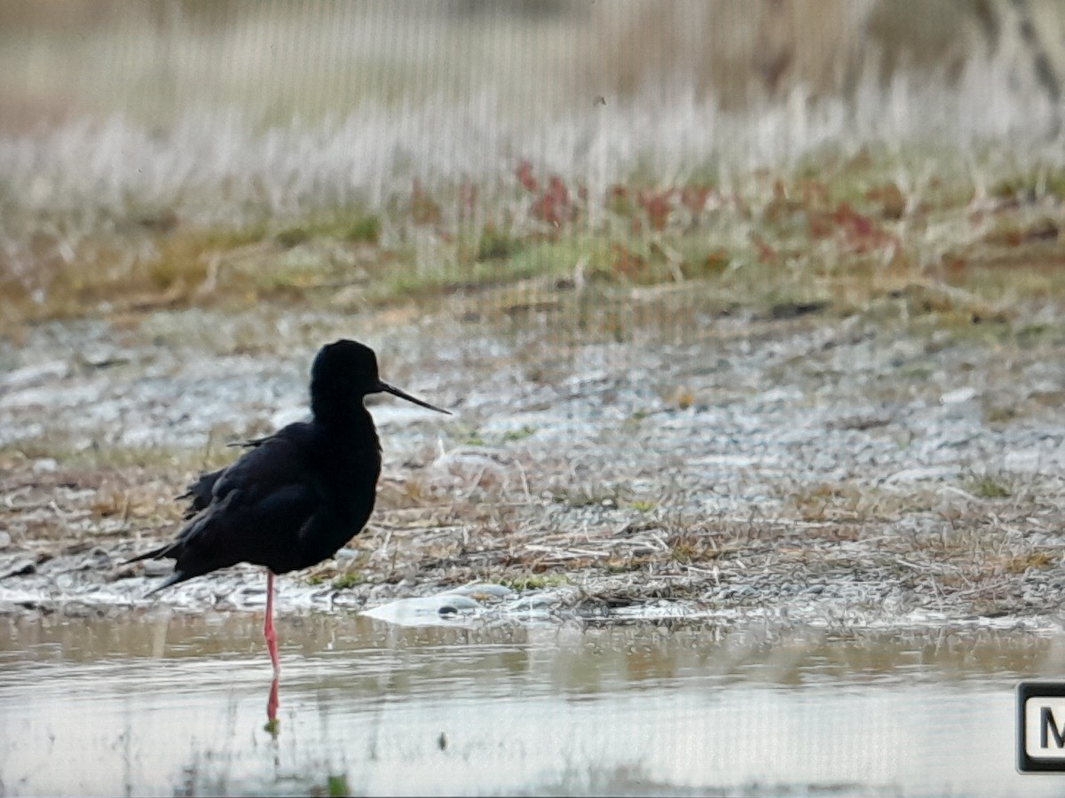 Black Stilt - ML644345594