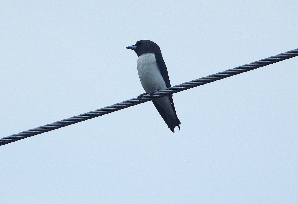 Weißbauch-Schwalbenstar - ML644345595