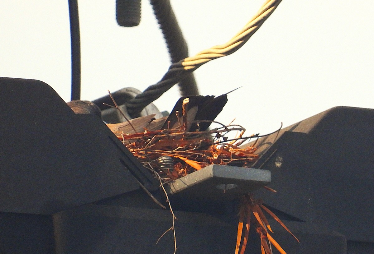 Weißbauch-Schwalbenstar - ML644345598