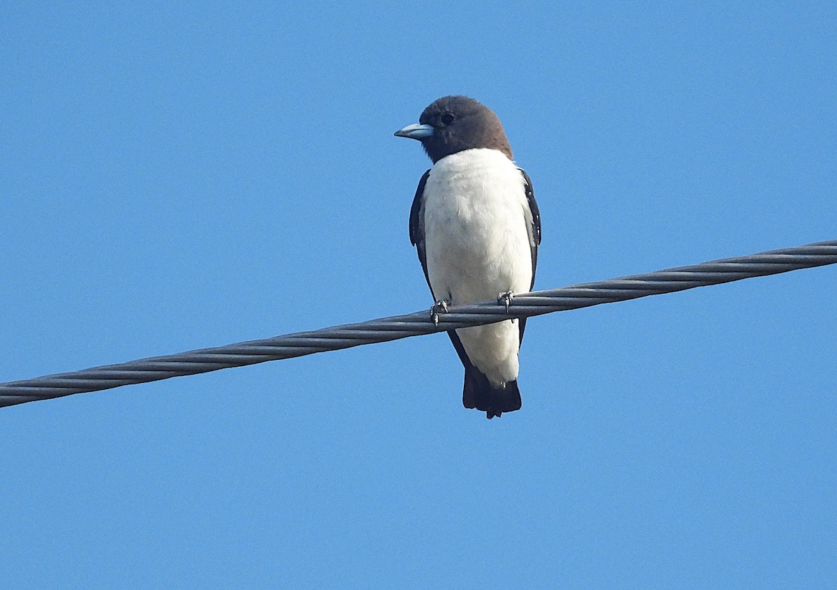 Weißbauch-Schwalbenstar - ML644345602