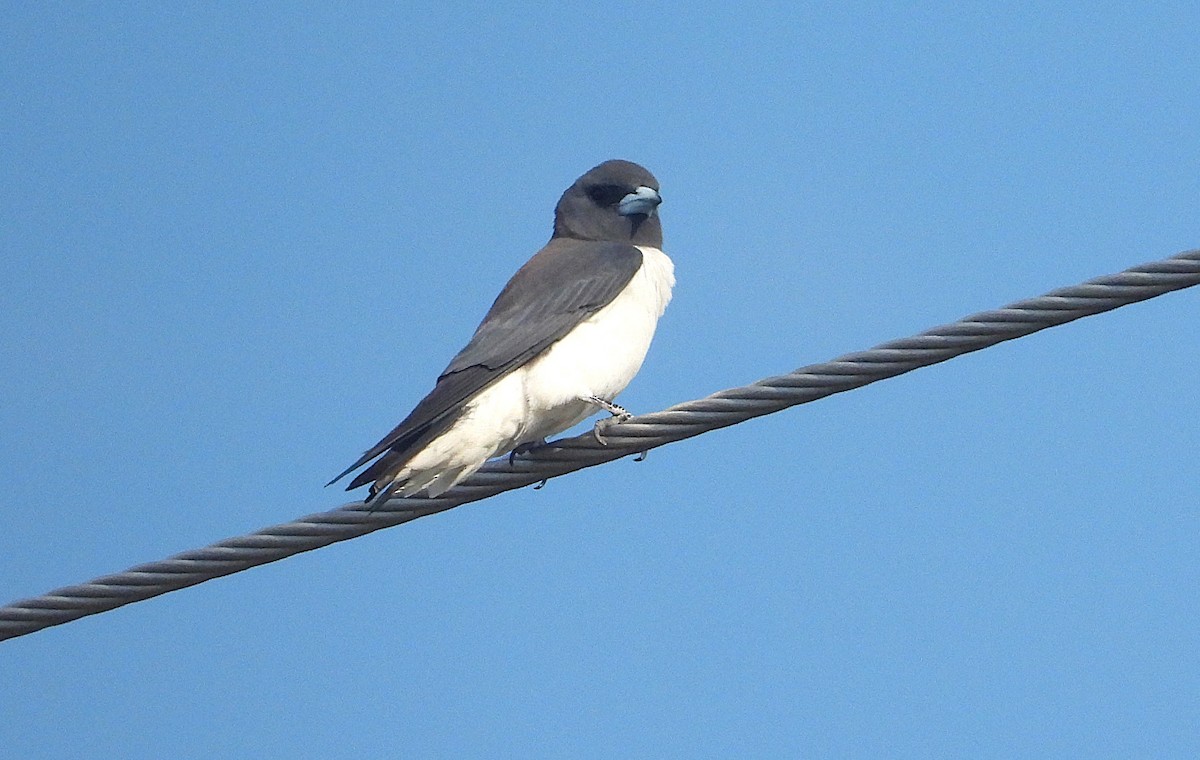 Weißbauch-Schwalbenstar - ML644345604