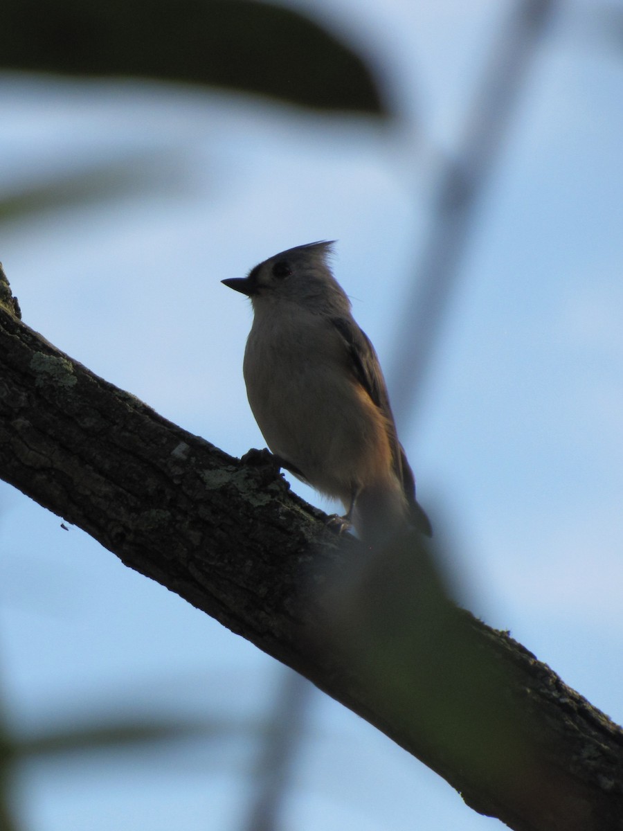 Tufted Titmouse - ML644345610