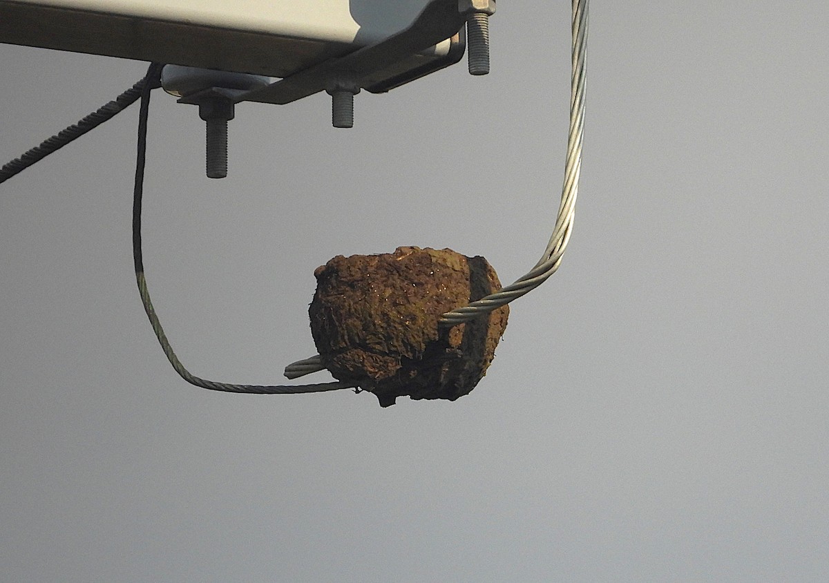 Weißbauch-Schwalbenstar - ML644345611