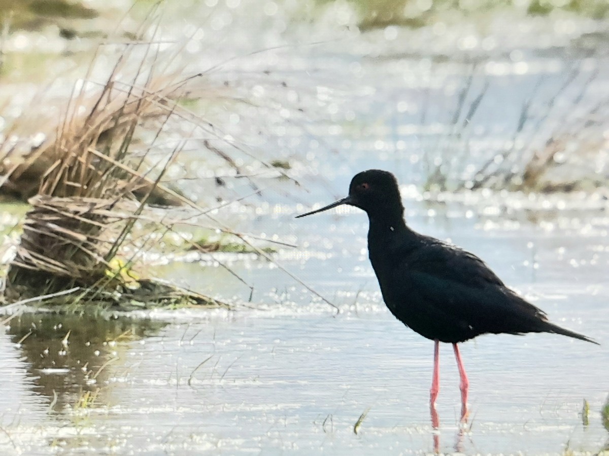 Black Stilt - ML644345612