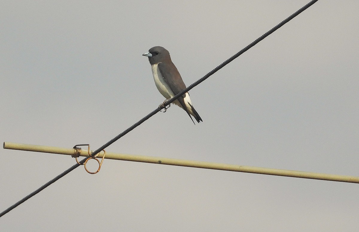 Weißbauch-Schwalbenstar - ML644345615