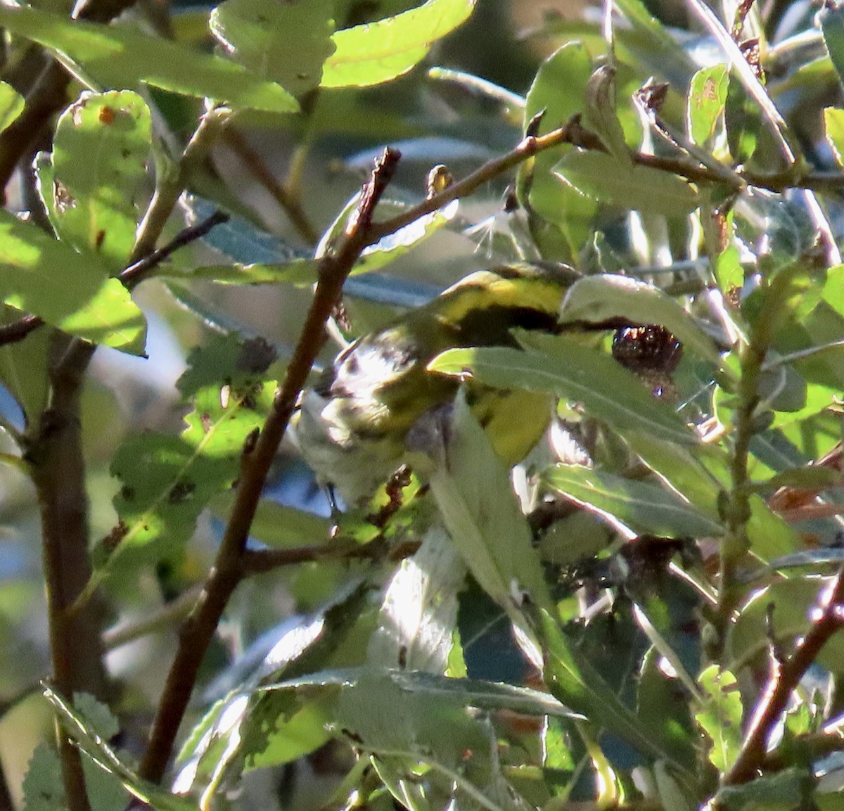 Paruline de Townsend - ML644345621