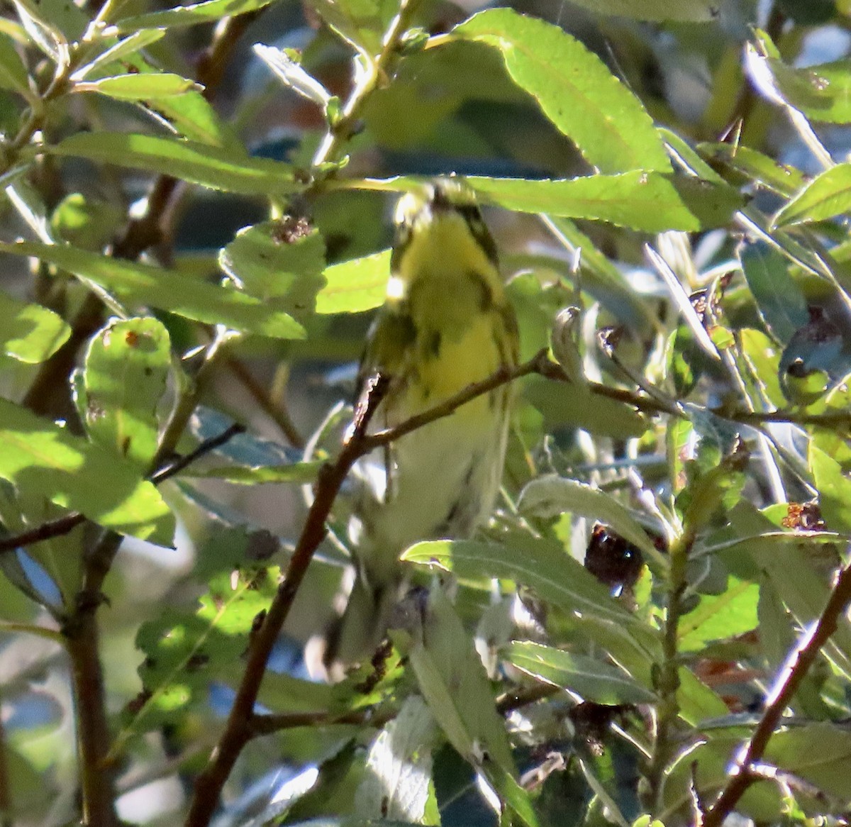 Paruline de Townsend - ML644345622