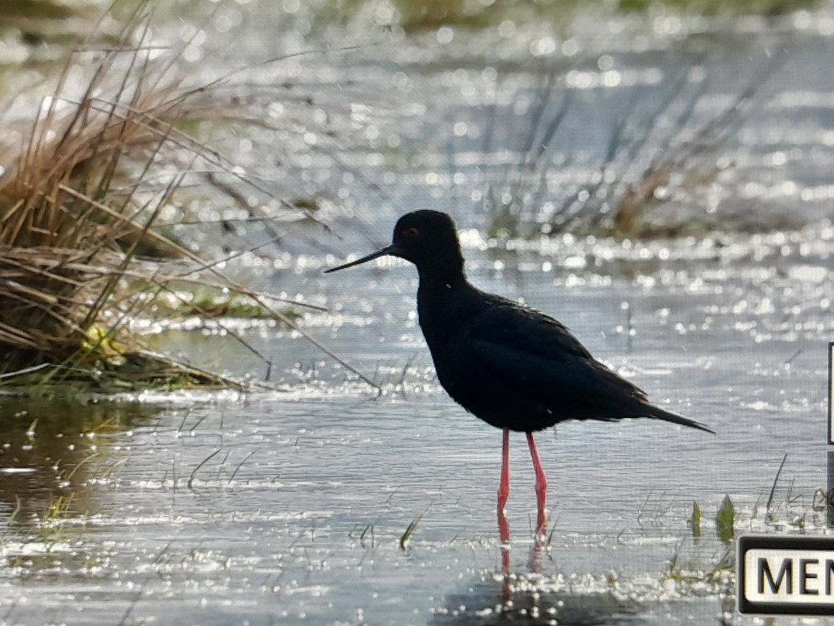 Black Stilt - ML644345623