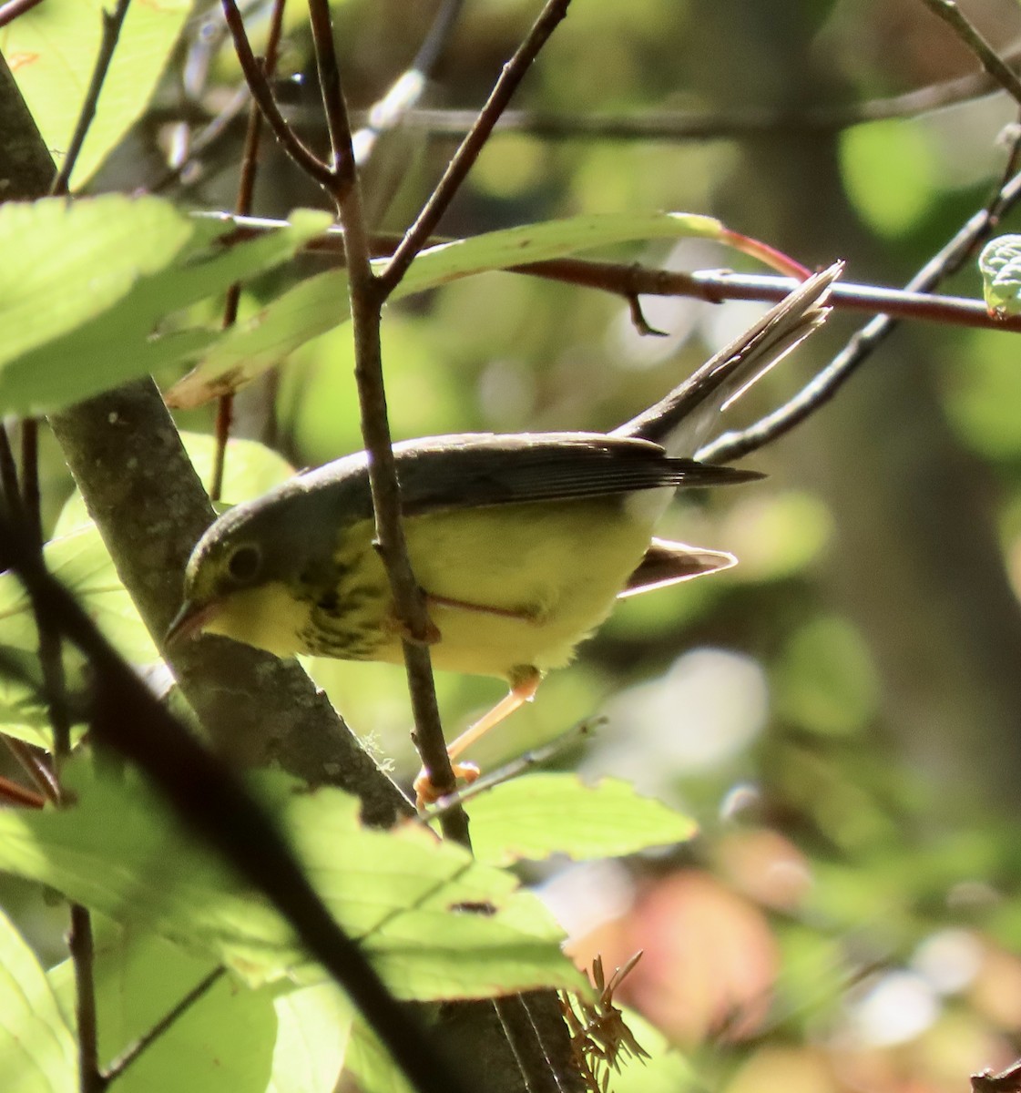 Болотянка строкатовола - ML644345635