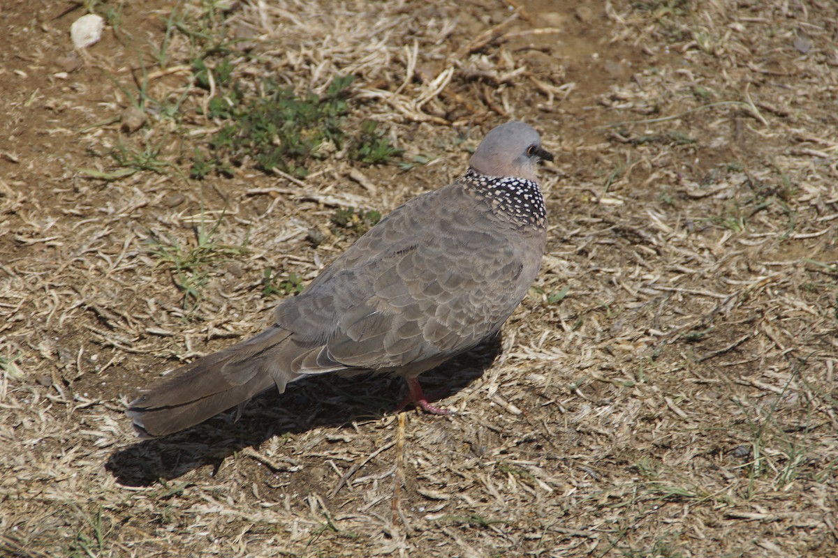 珠頸斑鳩 - ML644345642