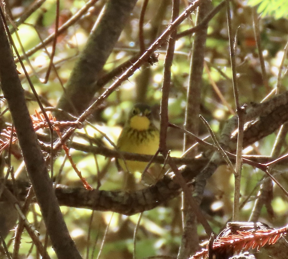 Болотянка строкатовола - ML644345654