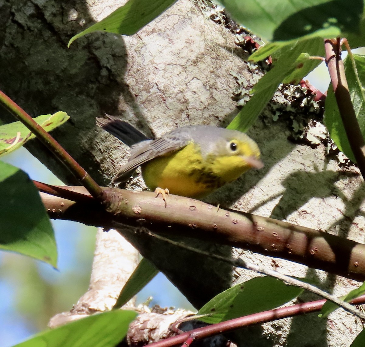 Болотянка строкатовола - ML644345655