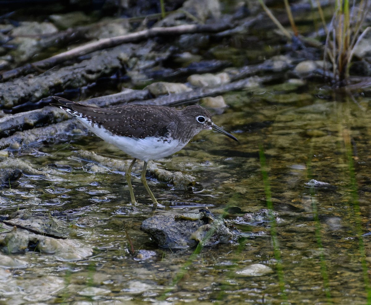 コシグロクサシギ - ML644345659