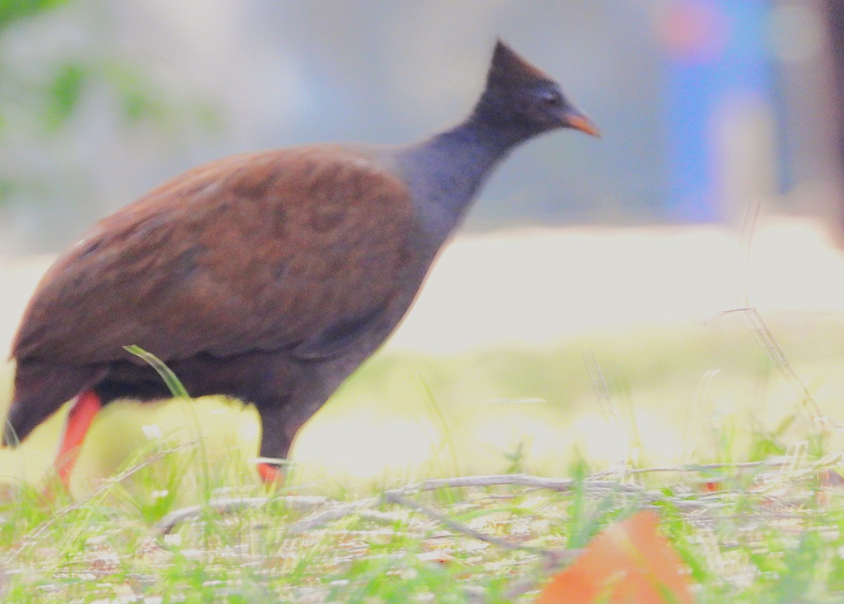 Mégapode de Reinwardt - ML644345660