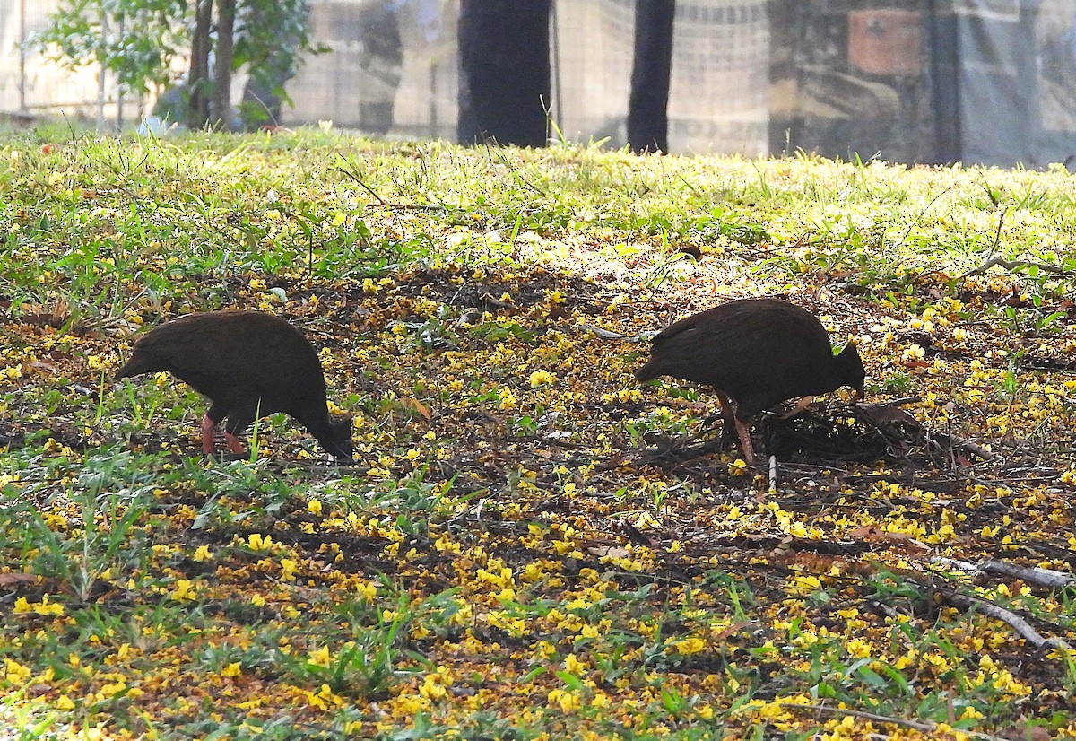 Mégapode de Reinwardt - ML644345661