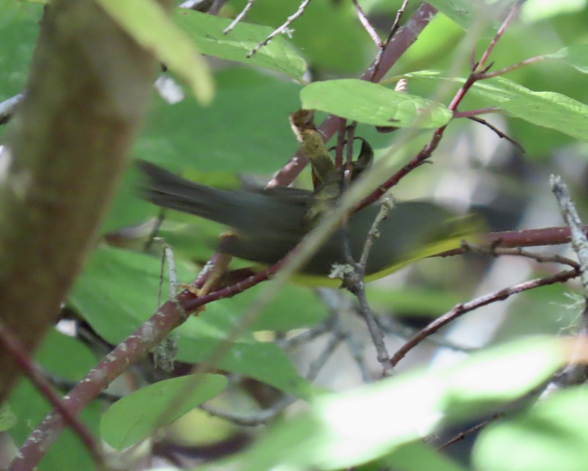 Болотянка строкатовола - ML644345665