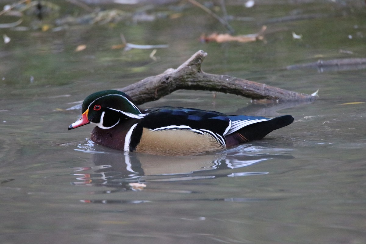 Wood Duck - ML644345667