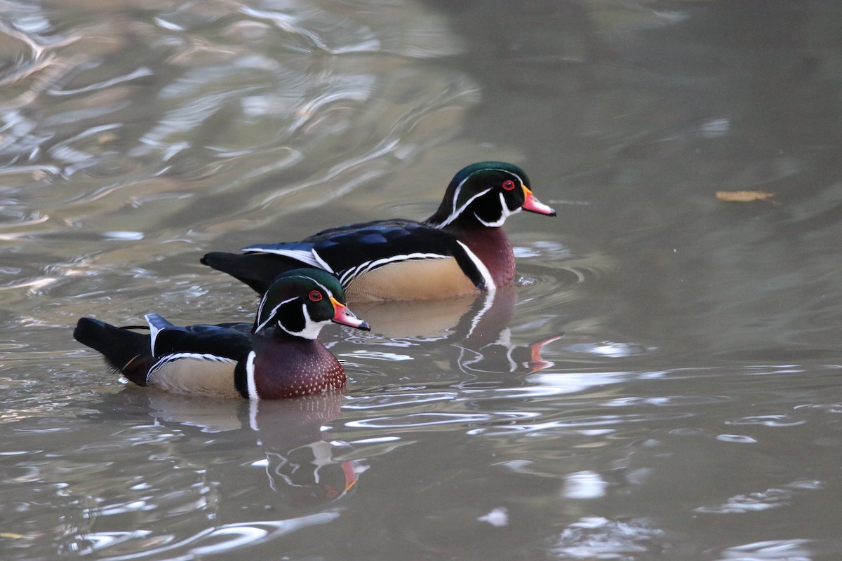 Wood Duck - ML644345668