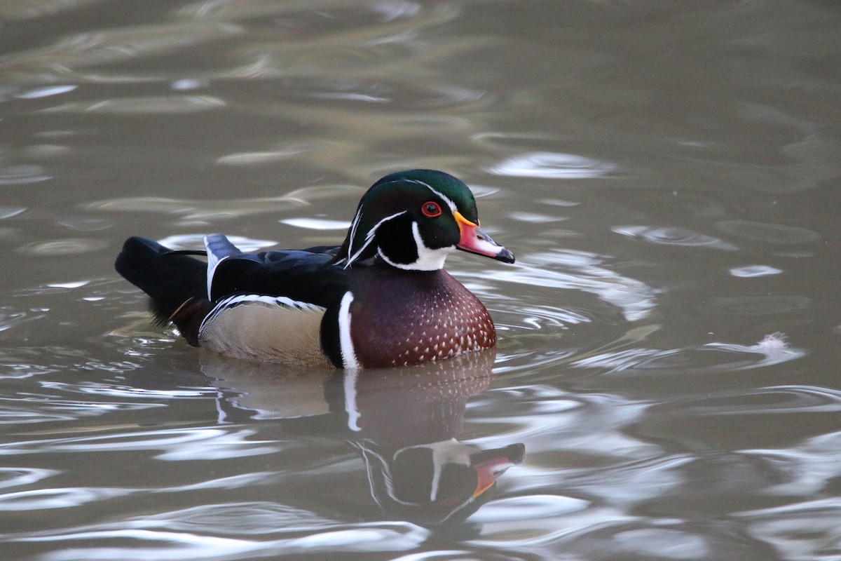 Wood Duck - ML644345669