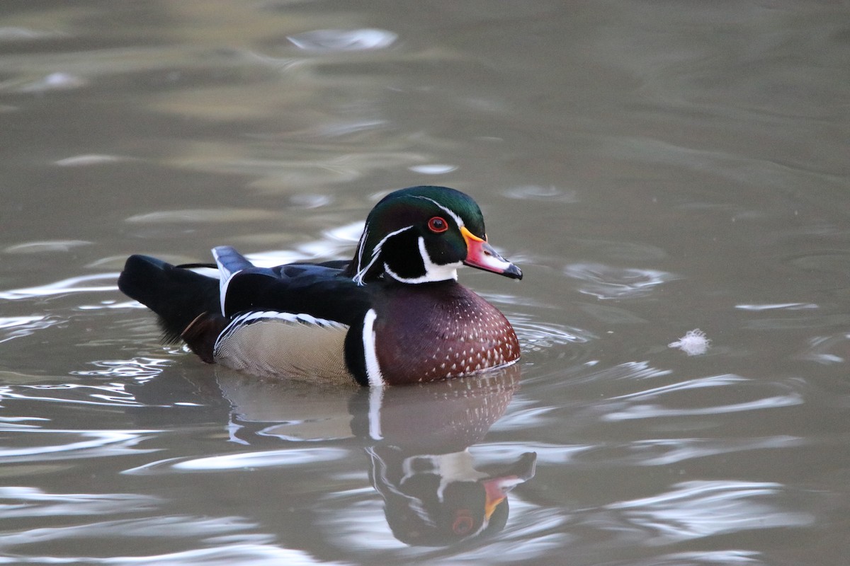 Wood Duck - ML644345670